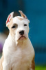 Photo №3. Chiot staffordshire terrier. Pologne