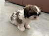 Photo №1. shih tzu - à vendre en ville de Huwaylat | 360€ | Annonce №13806