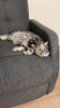 Photo №3. British shorthair Silver tabby. Lituanie