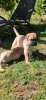 Photo №4. Je vais vendre bullmastiff en ville de Subotica. éleveur - prix - 500€