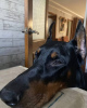 Photo №1. dobermann - à vendre en ville de Dnipro | 602€ | Annonce №55805