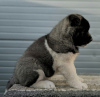 Photos supplémentaires: Akita américain, chiots de qualité supérieure