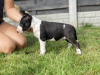 Photos supplémentaires: Bull Terrier miniature