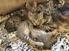 Photos supplémentaires: Chatons Savannah vaccinés à vendre à des foyers bienveillants