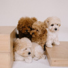 Photos supplémentaires: Maltipoo F1