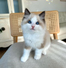 Photo №1. ragdoll - à vendre en ville de Atlanta | 246€ | Annonce № 105105