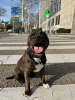 Photo №1. staffordshire bull terrier - à vendre en ville de Barcelone | négocié | Annonce №122287