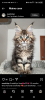 Photo №4. Je vais vendre maine coon en ville de Delémont. annonce privée - prix - 400€