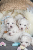 Photos supplémentaires: Chiots Bichon Frison