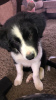 Photo №1. border collie - à vendre en ville de Vienna | 300€ | Annonce №75981