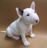 Photo №1. bull terrier - à vendre en ville de Berlin | négocié | Annonce №97851