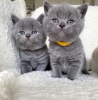 Photo №3. Line Sukutaulussa, championne du British Shorthair. La finlande