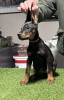 Photos supplémentaires: Chiots Dobermann