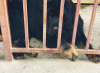 Photo №1. dogue du tibet - à vendre en ville de Kropivnitsky | négocié | Annonce №8674