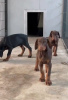 Photos supplémentaires: Chiots Dobermann à vendre