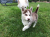 Photo №1. husky de sibérie - à vendre en ville de Riga | 460€ | Annonce №83366