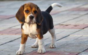 Photo №1. beagle - à vendre en ville de Minsk | 256€ | Annonce №567