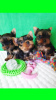 Photo №1. yorkshire terrier - à vendre en ville de Tbilissi | négocié | Annonce №57501