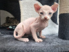 Photo №3. chaton sphynx pour l'adoption. Allemagne