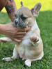 Photo №1. bouledogue - à vendre en ville de Валенсия | négocié | Annonce №117548