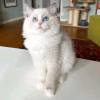 Photo №1. ragdoll - à vendre en ville de Москва | négocié | Annonce № 121720