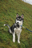 Photo №1. husky de sibérie - à vendre en ville de Kherson | 200€ | Annonce №9130