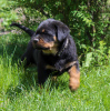 Photos supplémentaires: Chiot Rottweiler