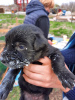 Photos supplémentaires: Schnauzer géant chiots mignons à vendre