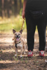 Photos supplémentaires: Le petit chien Suri est entre de bonnes mains.