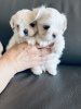 Photo №4. Je vais vendre bichon maltais en ville de Ванкувер.  - prix - 2404€