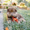 Photo №1. chien finnois de laponie - à vendre en ville de Bucharest | Gratuit | Annonce №109541