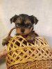 Photo №1. yorkshire terrier - à vendre en ville de Daugavpils | 450€ | Annonce №71251