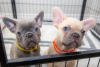 Photo №1. bouledogue - à vendre en ville de Штутгарт | Gratuit | Annonce №118559