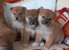 Photo №1. shiba - à vendre en ville de Deventer | Gratuit | Annonce №98141