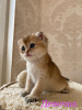 Photo №2 de l'annonce № 59249 de la vente chat chinchilla - acheter à Fédération de Russie annonce privée