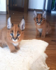 Photo №1. caracal - à vendre en ville de Jersey City | négocié | Annonce № 99564