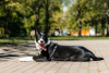 Photo №1. chien bâtard - à vendre en ville de Москва | Gratuit | Annonce №104337