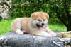 Photos supplémentaires: chiots akita inu