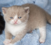 Photo №1. british shorthair - à vendre en ville de Munich | 255€ | Annonce № 108937