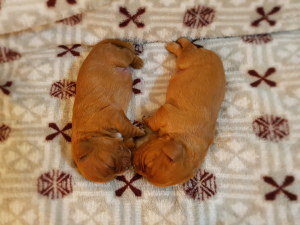 Photo №3. Chiots Cavalier King Charles Spaniel. Fédération de Russie