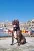 Photo №3. Puppy american bully XXL. France