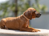 Photos supplémentaires: Chiots Rhodesian Ridgeback