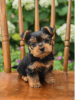 Photo №1. yorkshire terrier - à vendre en ville de Stockholm | négocié | Annonce №96327