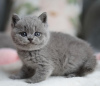 Photo №2 de l'annonce № 103779 de la vente british shorthair - acheter à Allemagne annonce privée