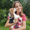 Photo №1. beagle - à vendre en ville de Штутгарт | 360€ | Annonce №123780