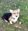 Photo №4. Je vais vendre welsh corgi en ville de Belgrade. éleveur - prix - négocié