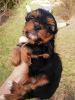 Photos supplémentaires: Chiots Yorkie/Kawaiiork