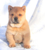 Photos supplémentaires: chiot chow-chow