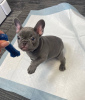 Photo №4. Je vais vendre bouledogue en ville de New york.  - prix - 331€