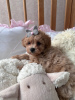 Photos supplémentaires: Super fille inférieure Maltipoo f1 min, livraison, négociation, maltipoo f1